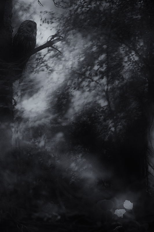 _D3S6869-bw.jpg