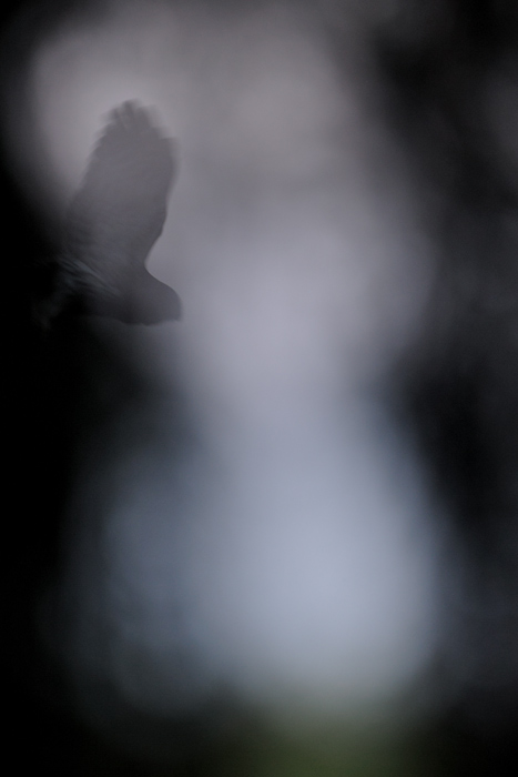 sparvis-2.jpg